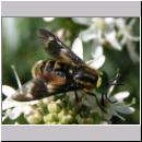 Chrysops relictus - Bremse m01.jpg